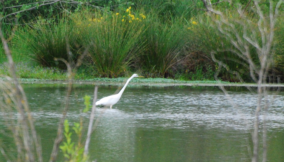 Great Egret - ML620661687