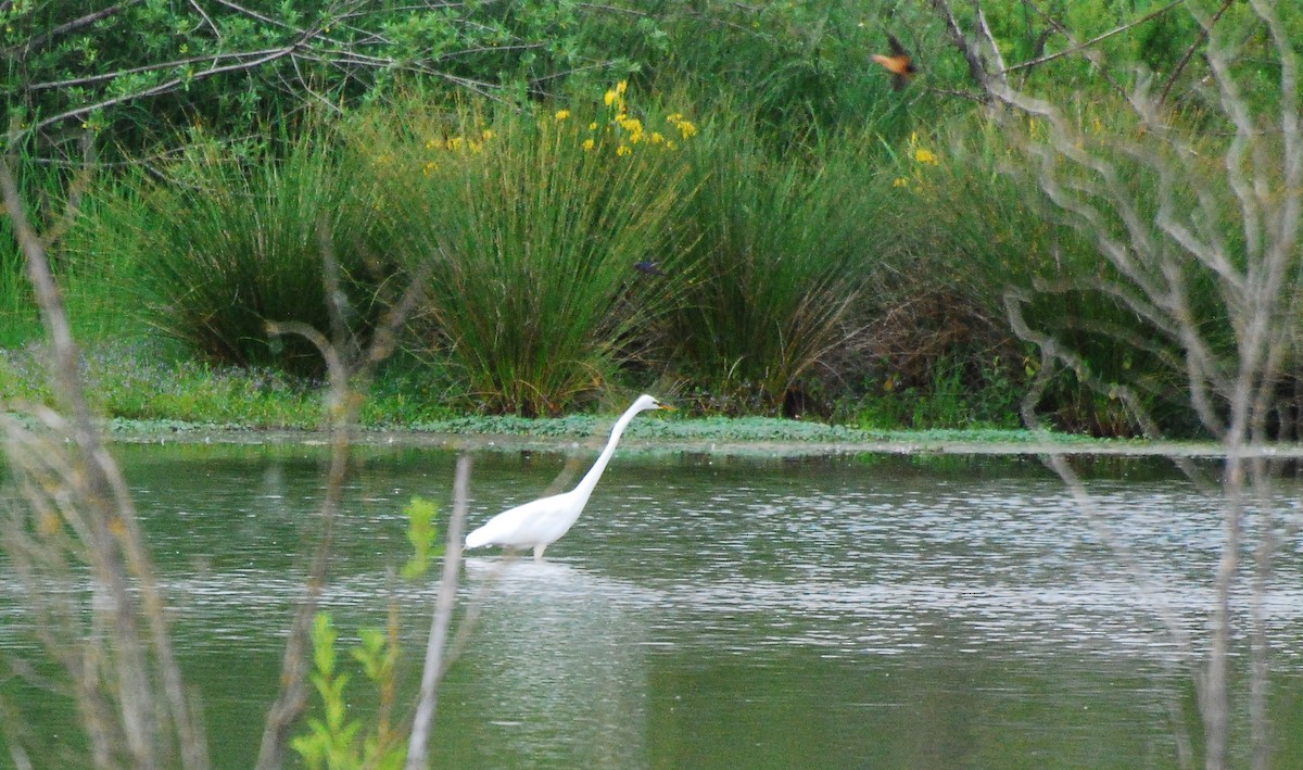 Great Egret - Max Thayer