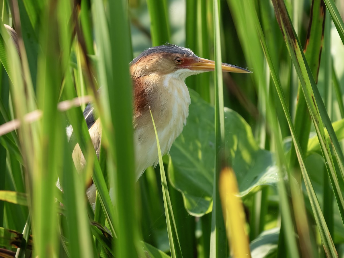 Least Bittern - ML620661689