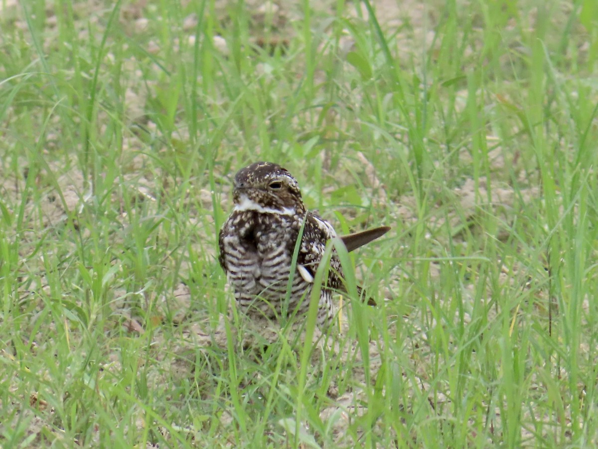 Common Nighthawk - ML620661690