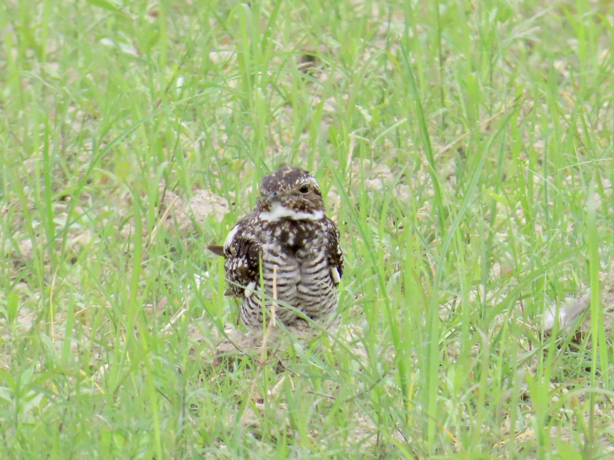 Common Nighthawk - ML620661691