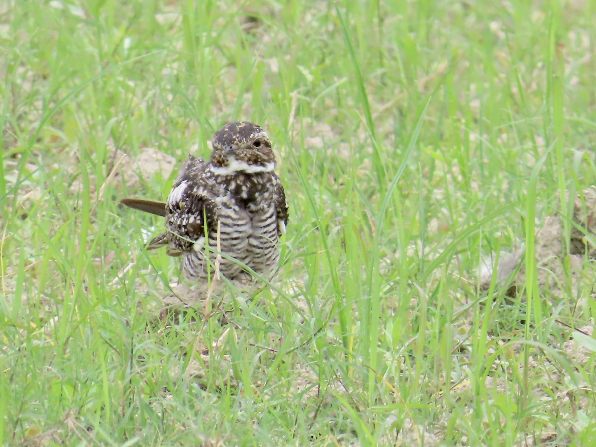 Common Nighthawk - Andrea Diamond