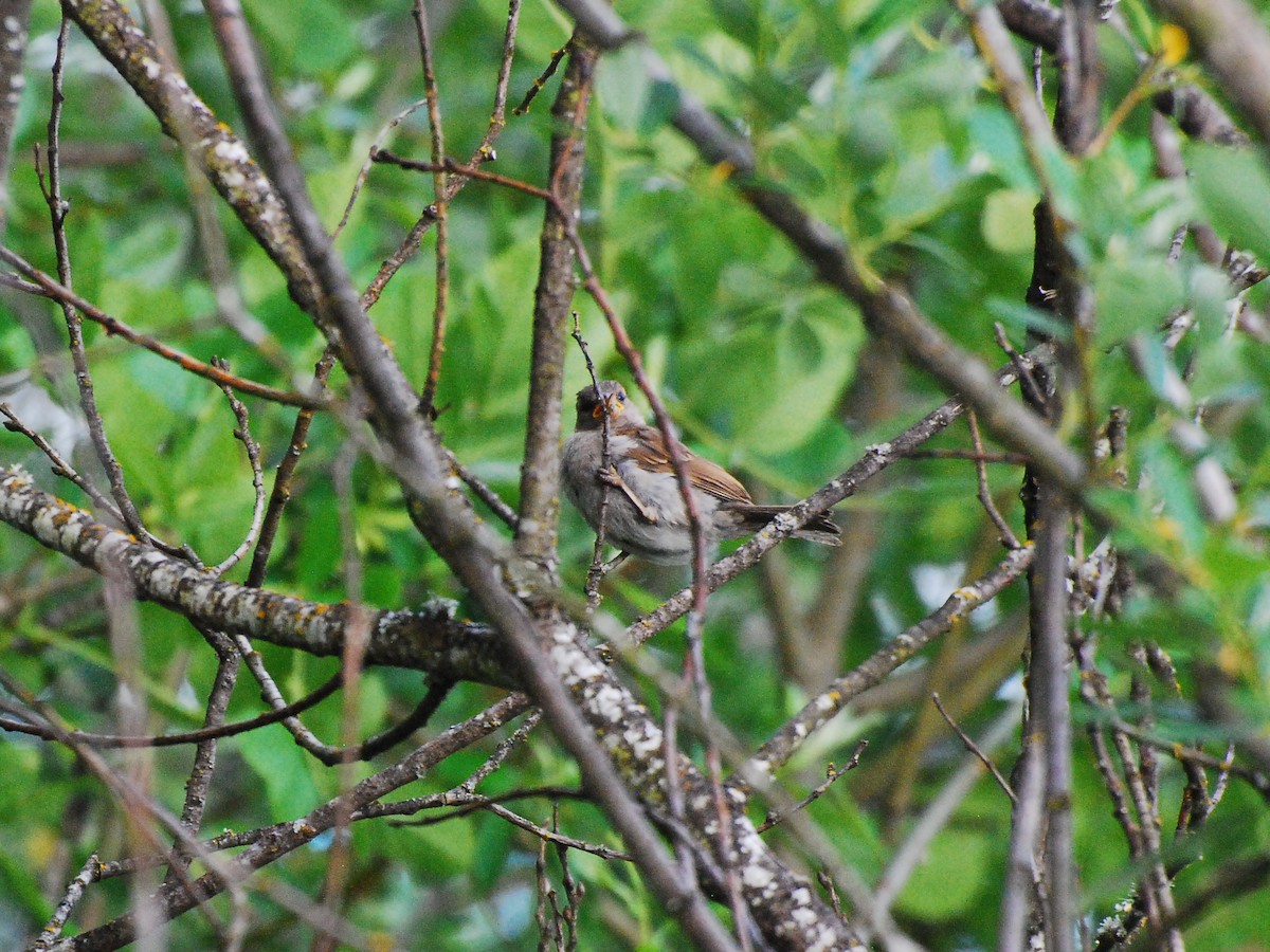 House Sparrow - ML620661698