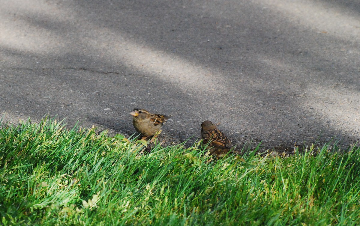 House Sparrow - ML620661699