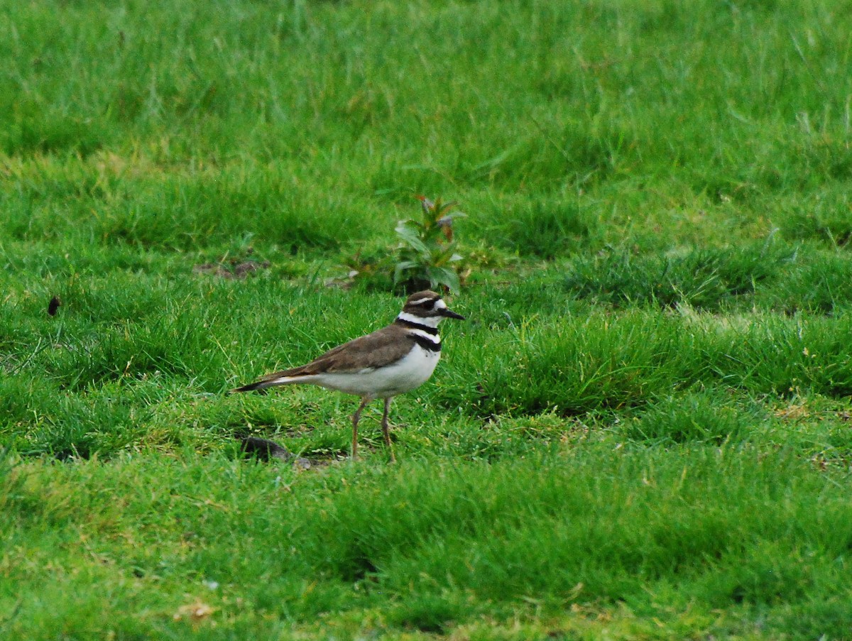 Killdeer - Max Thayer