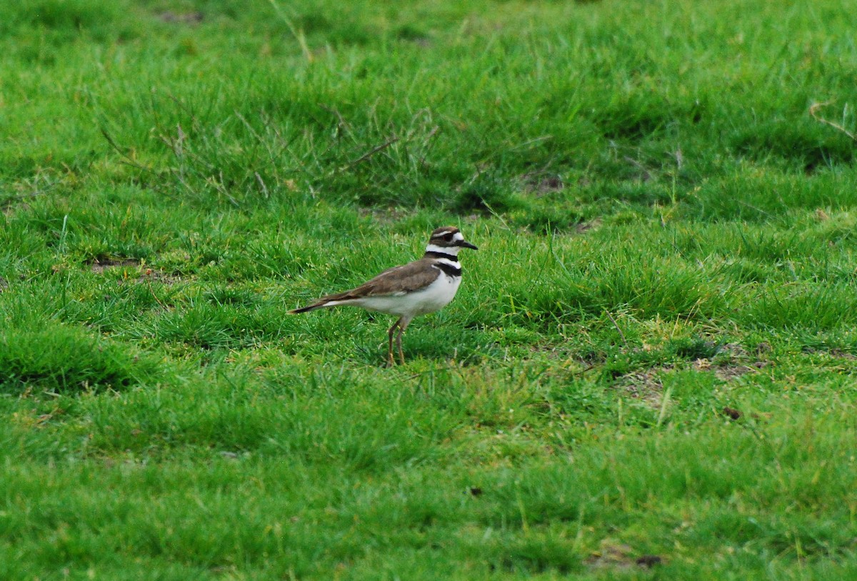 Killdeer - ML620661706