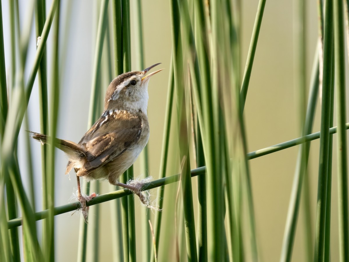 Marsh Wren - ML620661707