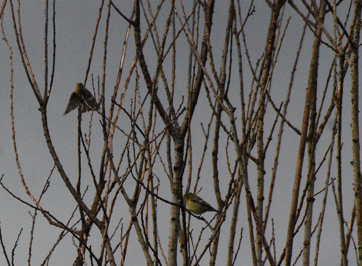 Lesser Goldfinch - ML620661709