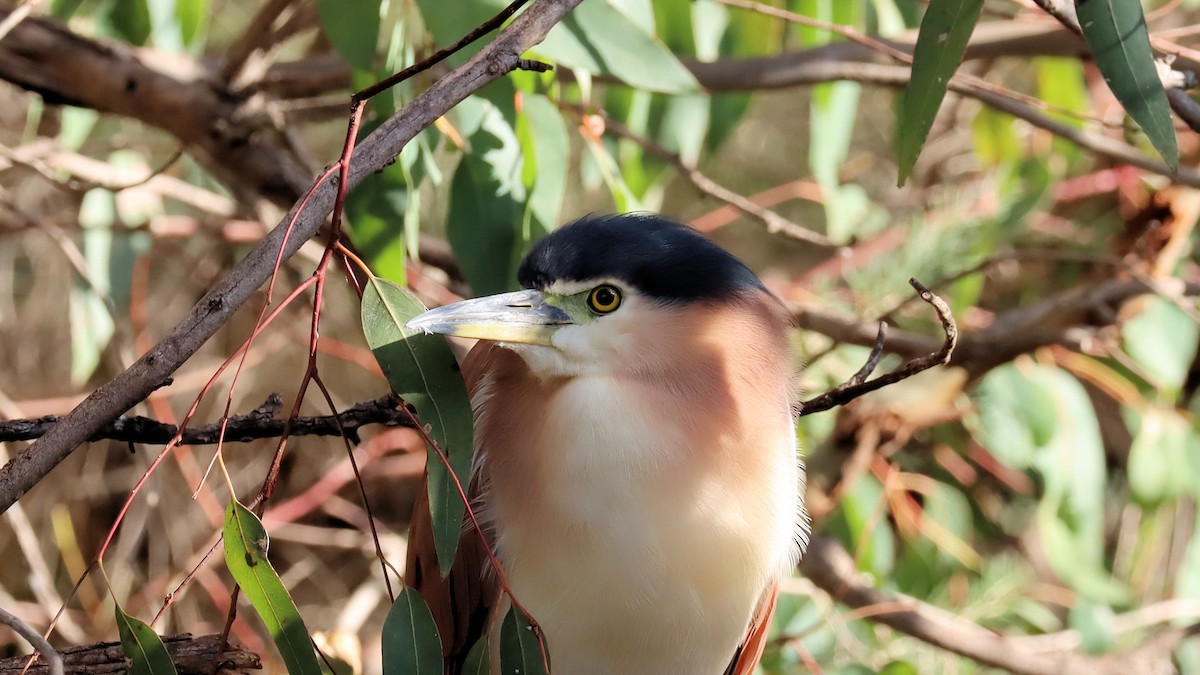 Nankeen Night Heron - ML620661712