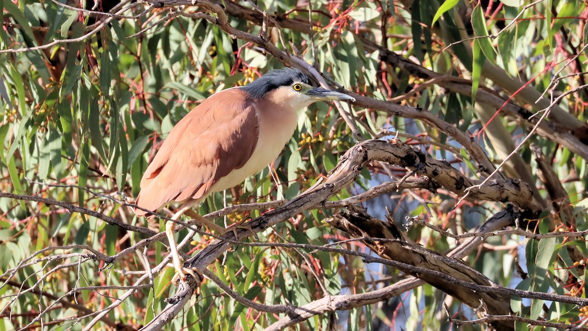 Nankeen Night Heron - ML620661713