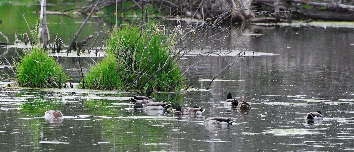 Canard colvert - ML620661716