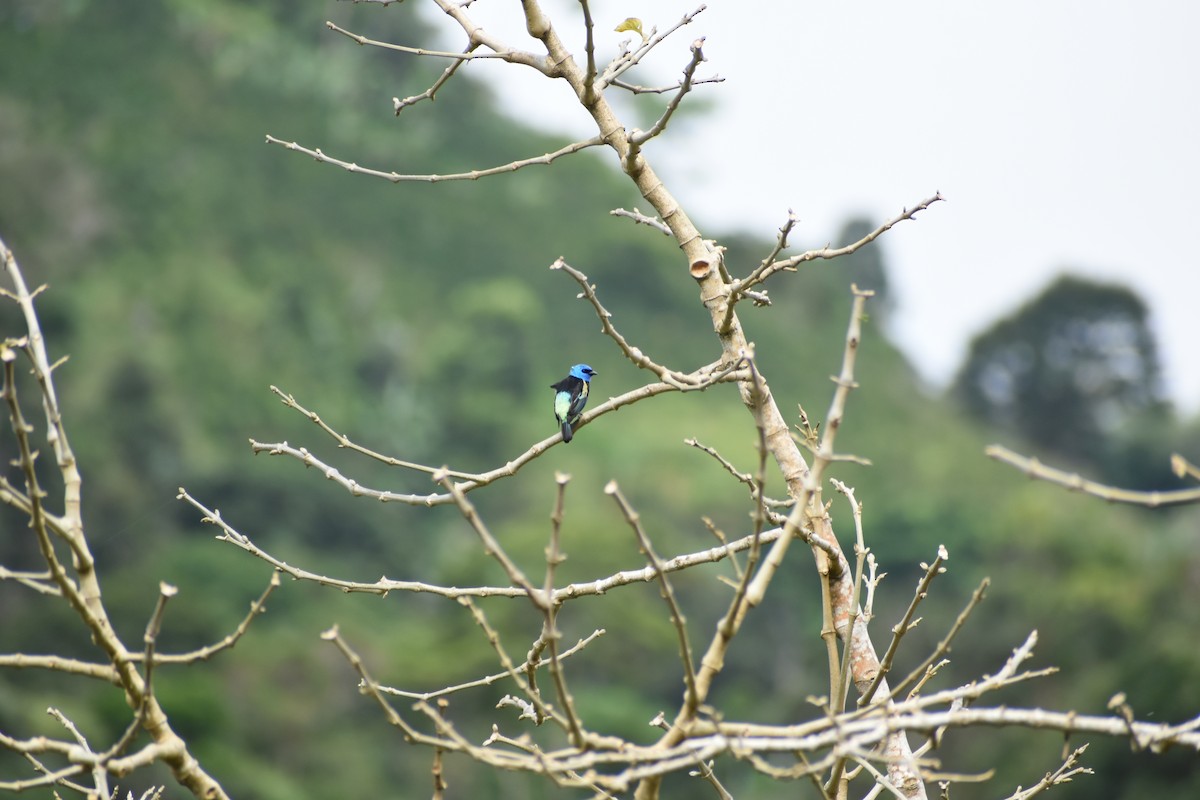 Blue-necked Tanager - ML620661725