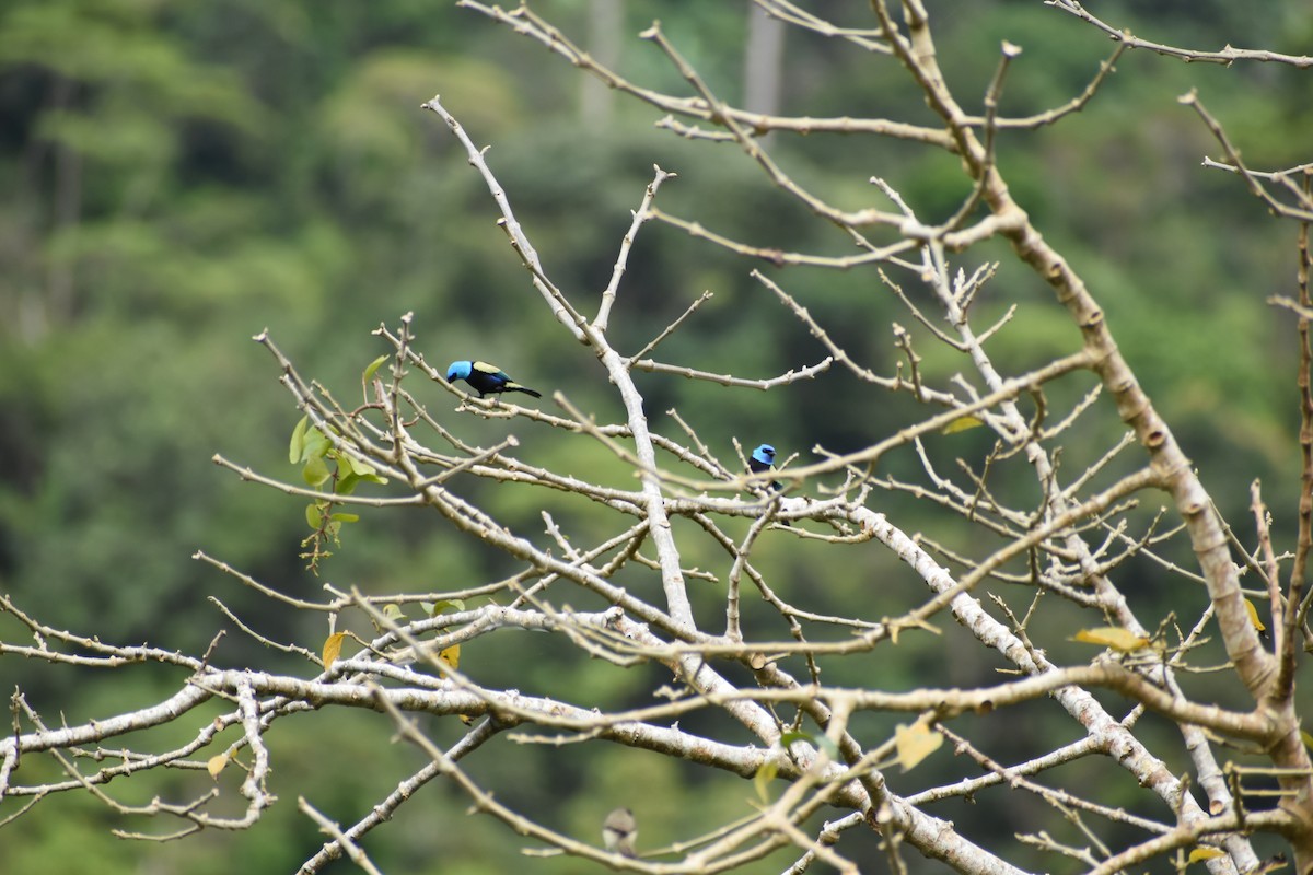 Blue-necked Tanager - ML620661726