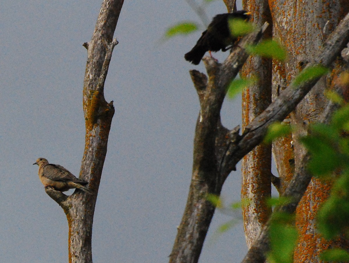 Mourning Dove - ML620661729