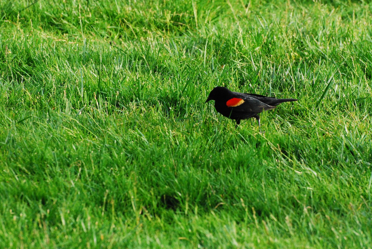 Red-winged Blackbird - ML620661737