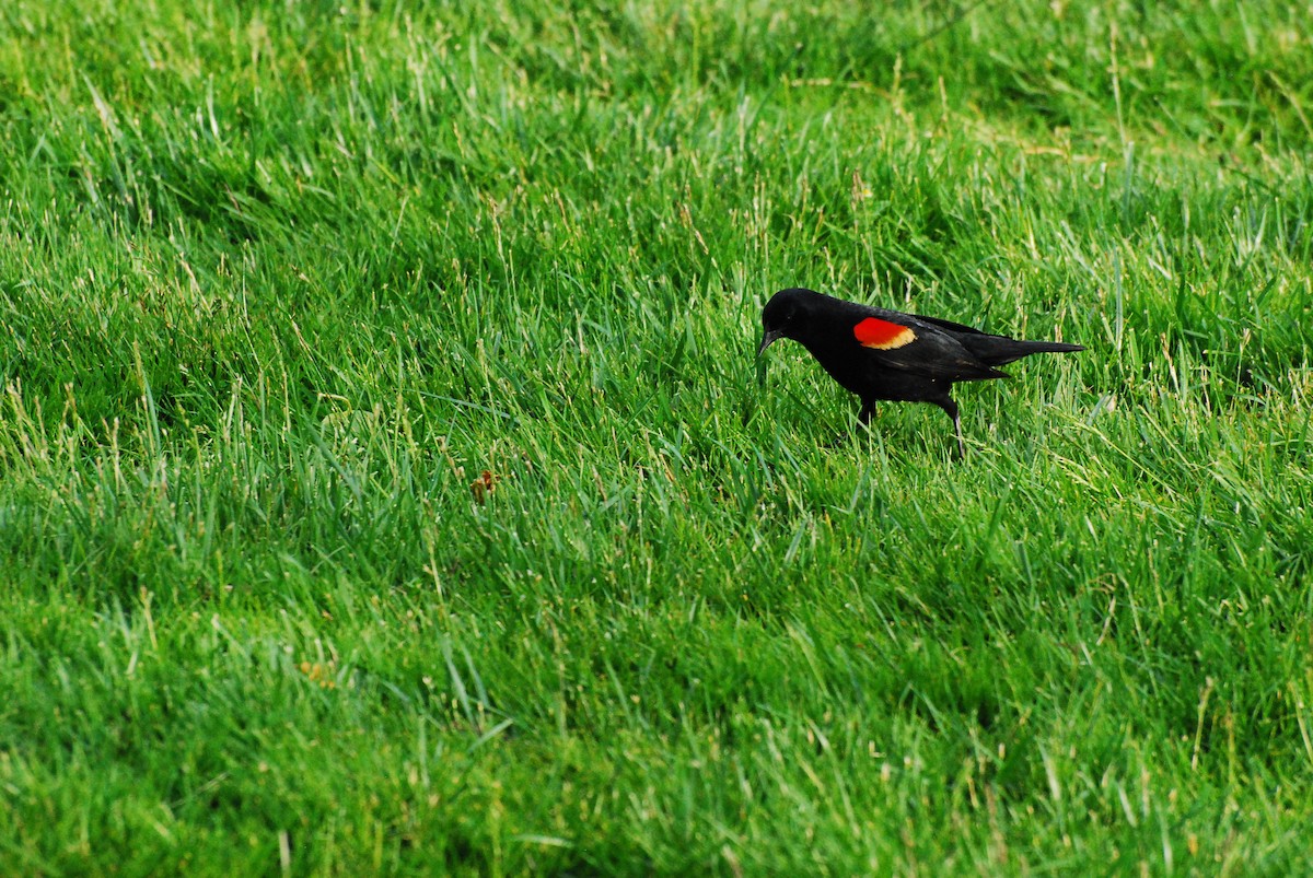 Red-winged Blackbird - ML620661738