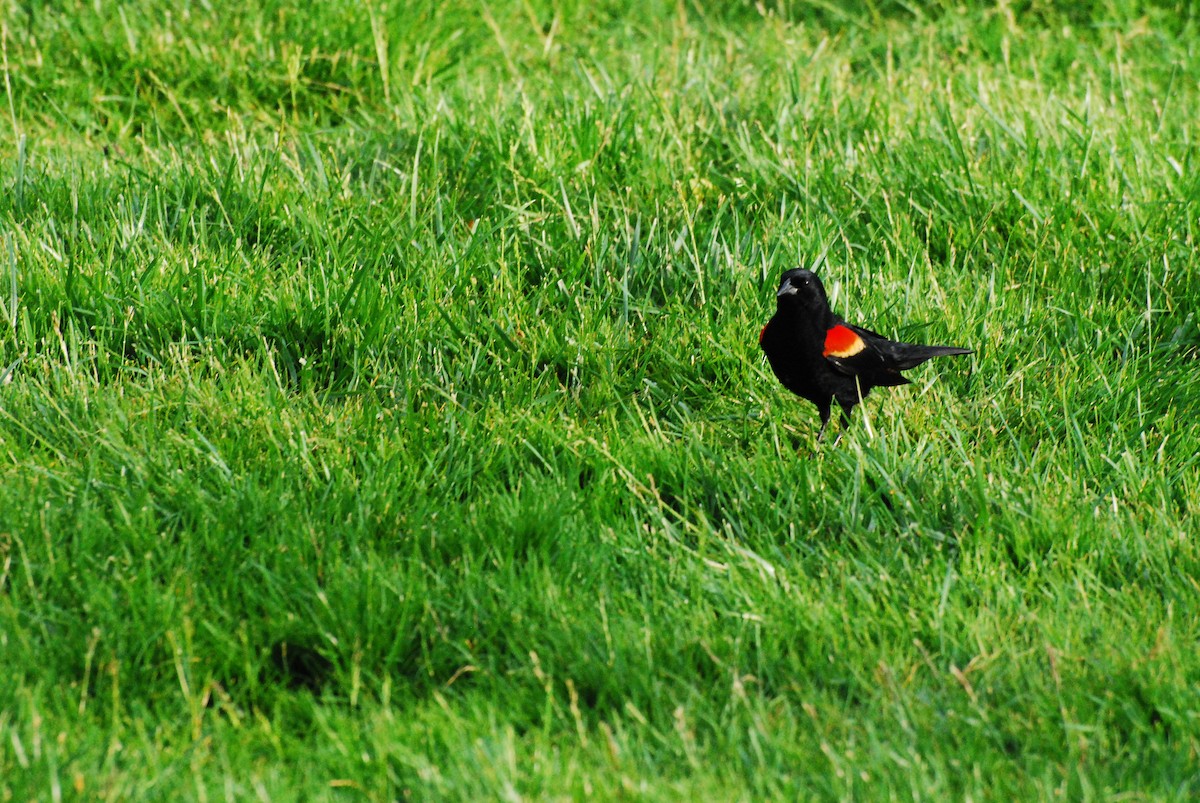 Red-winged Blackbird - ML620661740