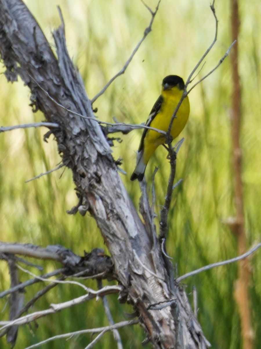 Lesser Goldfinch - ML620661743