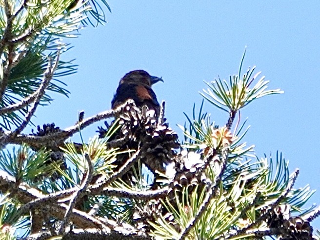 Bec-croisé des sapins - ML620661749