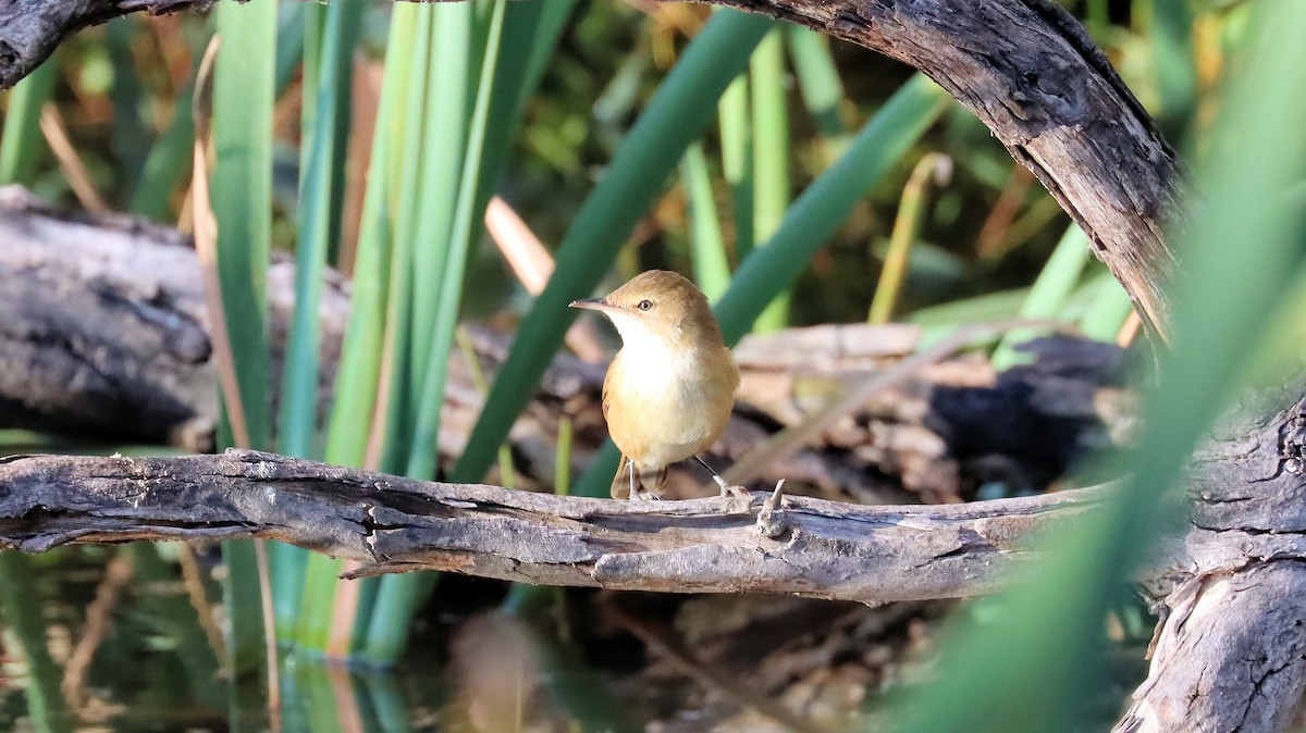 Australian Reed Warbler - ML620661752