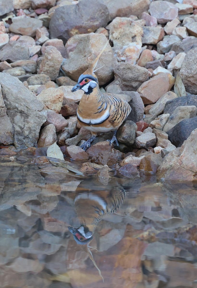 Spinifex Pigeon - ML620661759