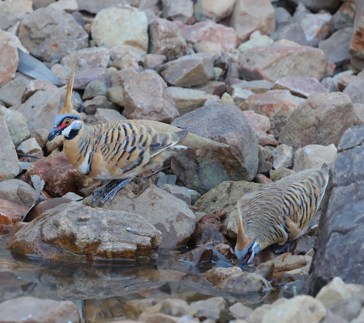Spinifex Pigeon - ML620661762