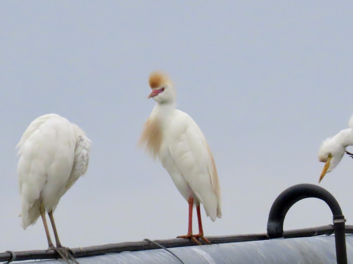 Western Cattle Egret - Andrea Diamond