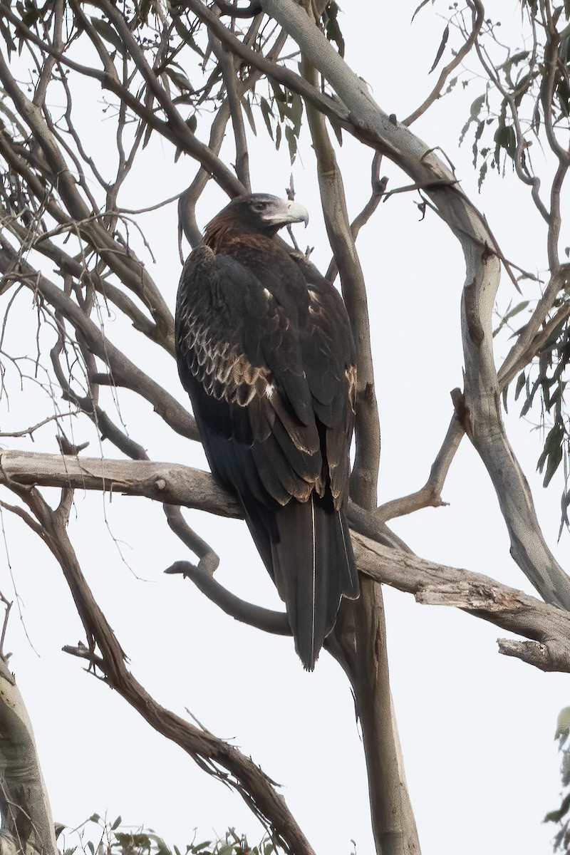 Wedge-tailed Eagle - Anthony Sokol