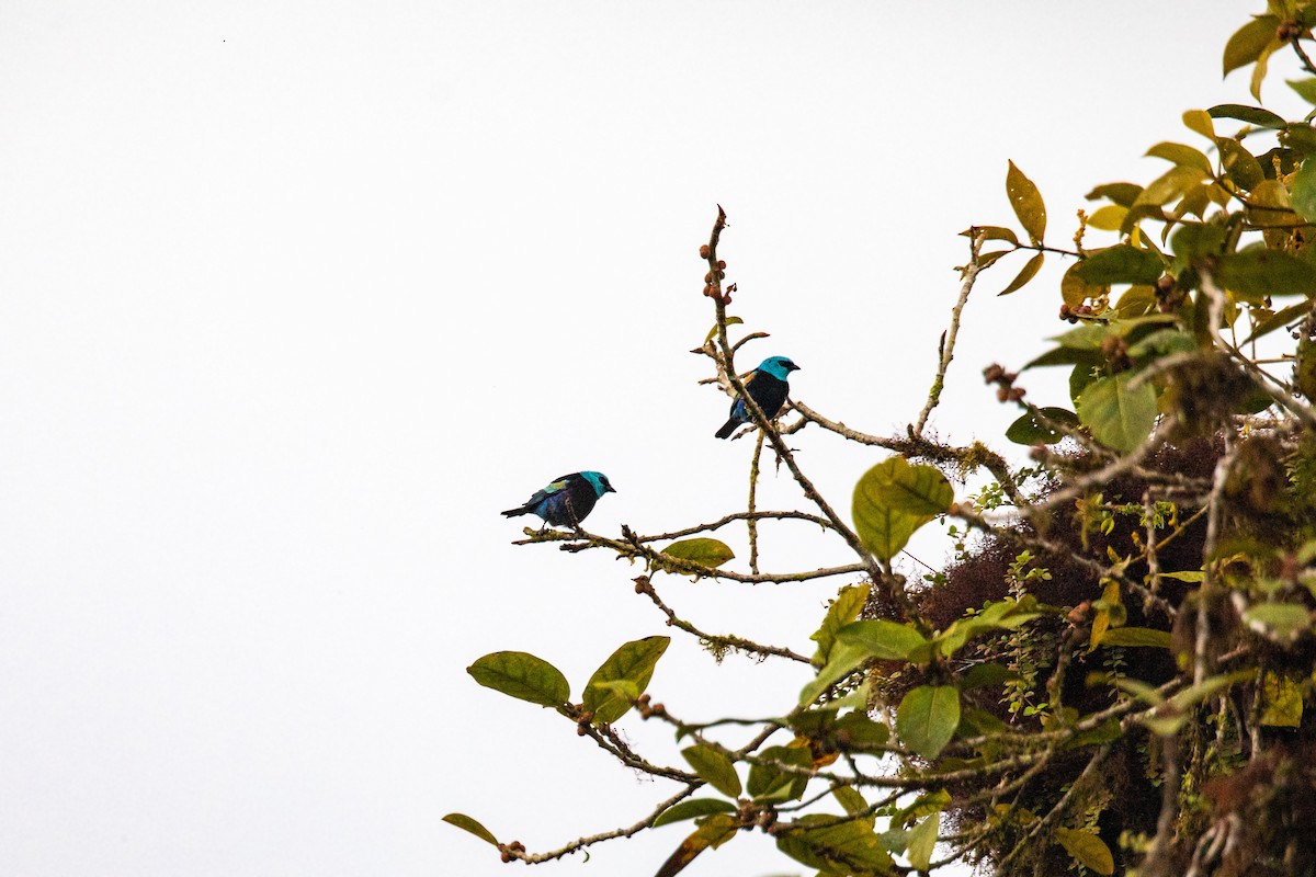 Blue-necked Tanager - ML620661767