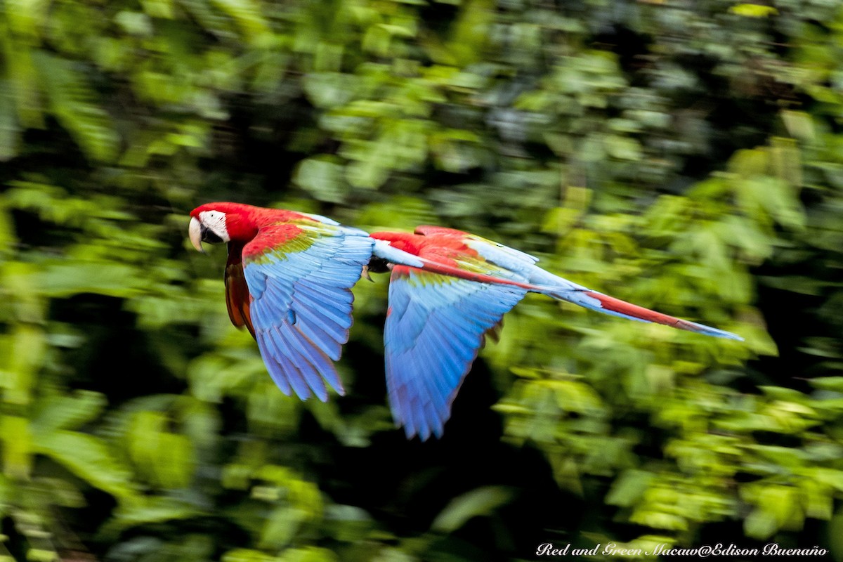 Red-and-green Macaw - ML620661769