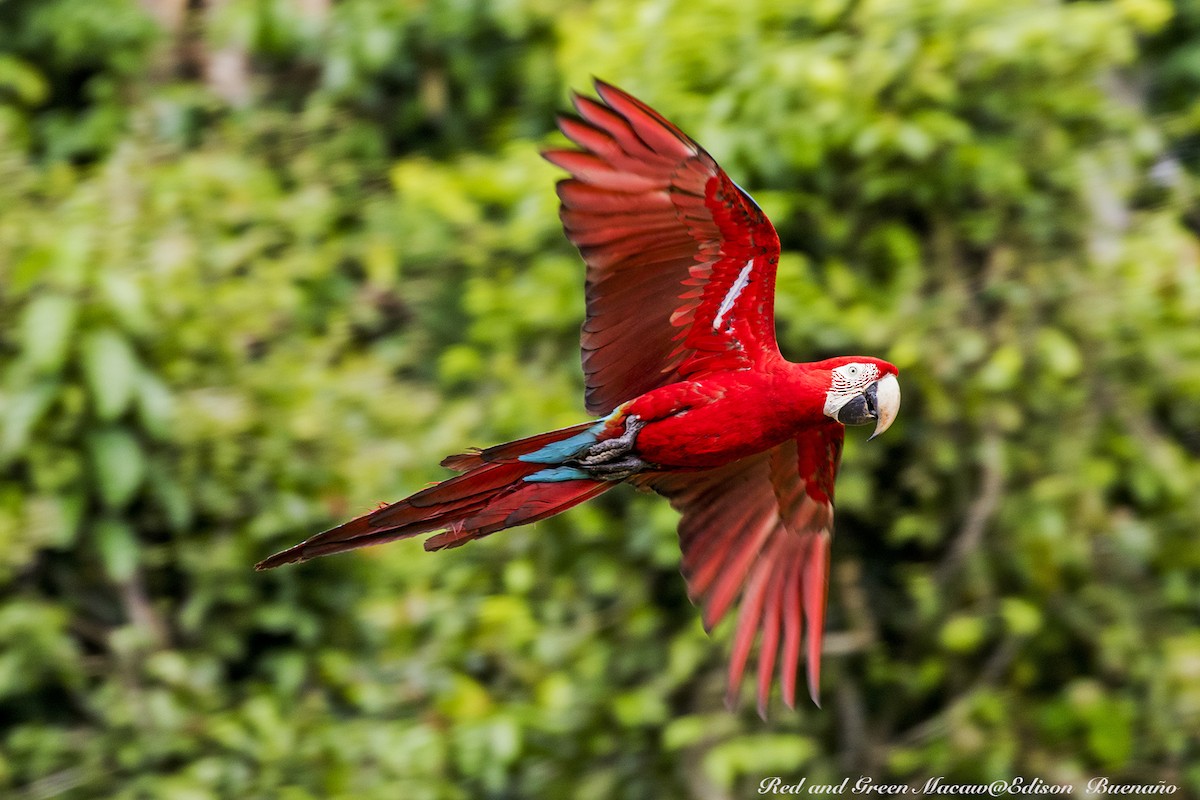 Red-and-green Macaw - ML620661770