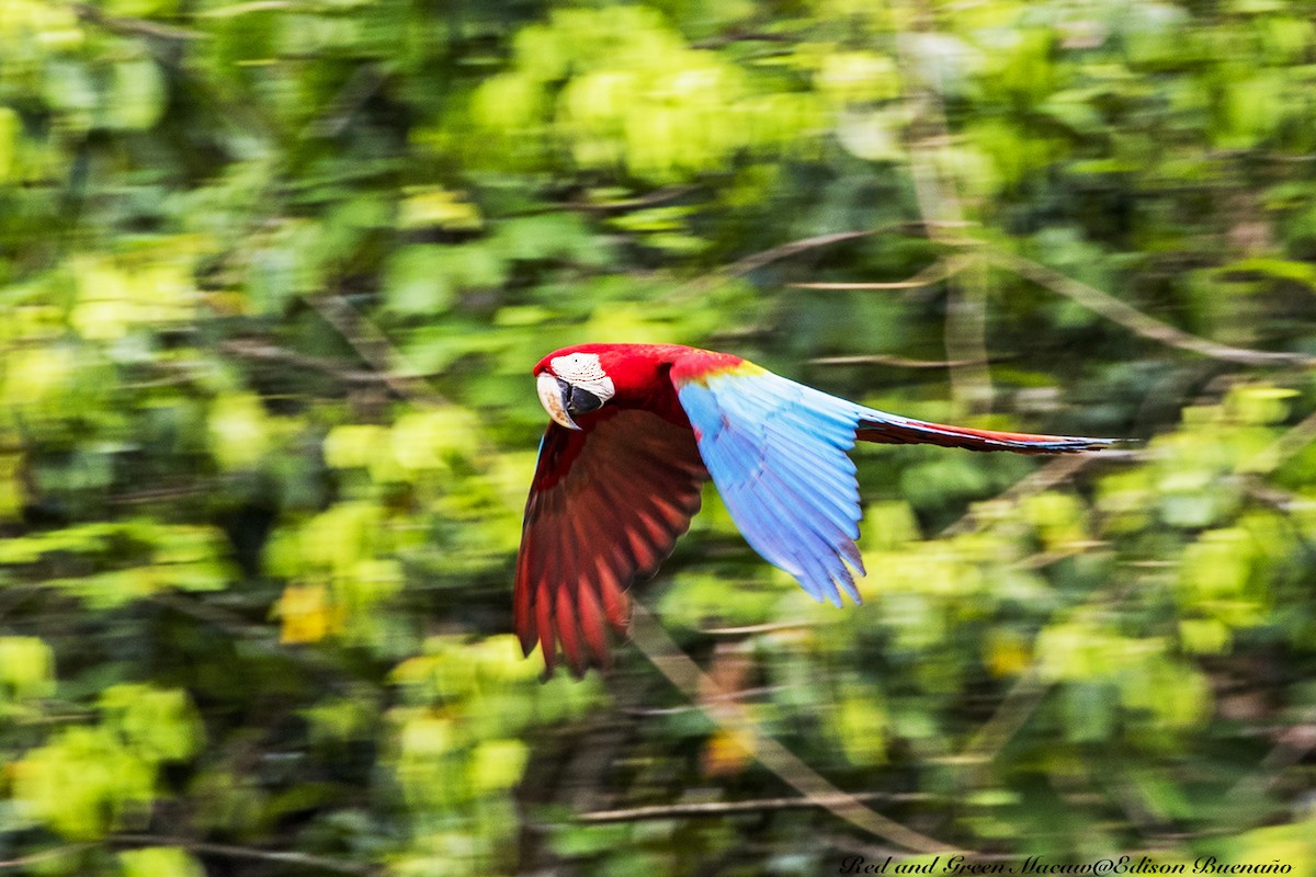 Red-and-green Macaw - ML620661771