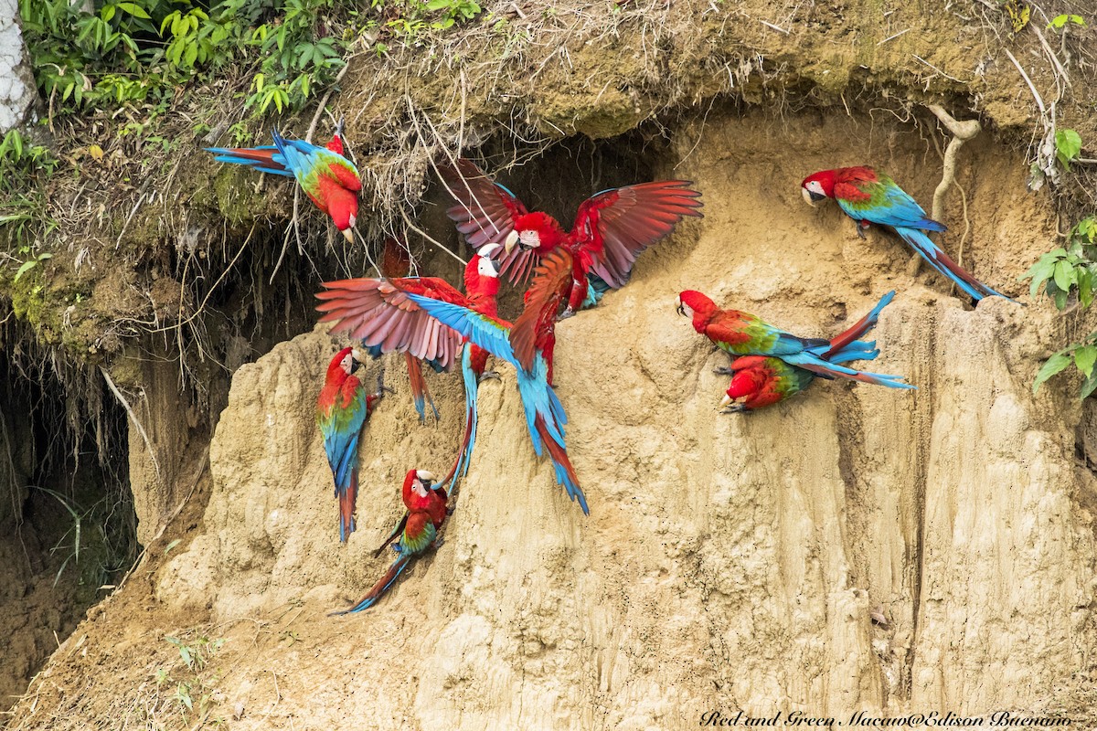 Red-and-green Macaw - ML620661772