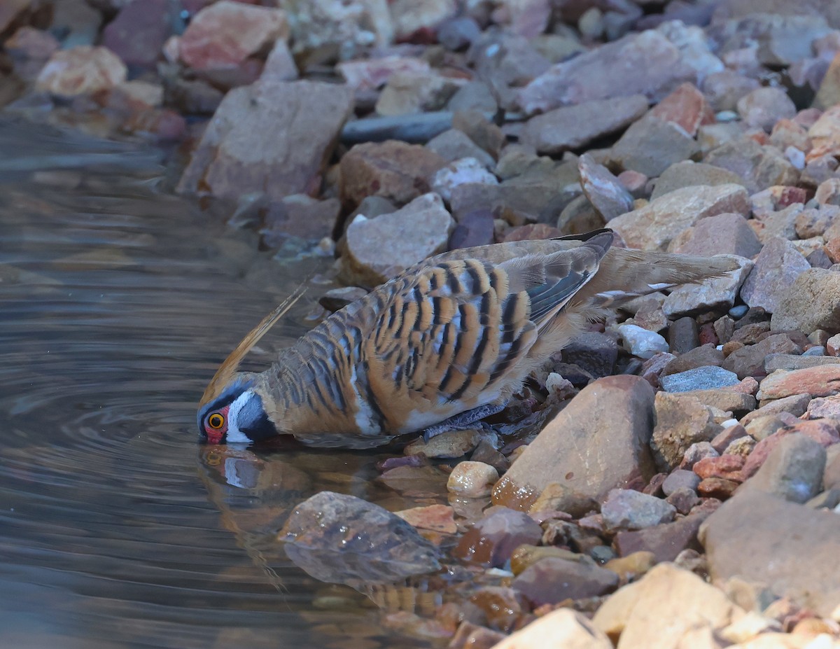 Spinifex Pigeon - ML620661775