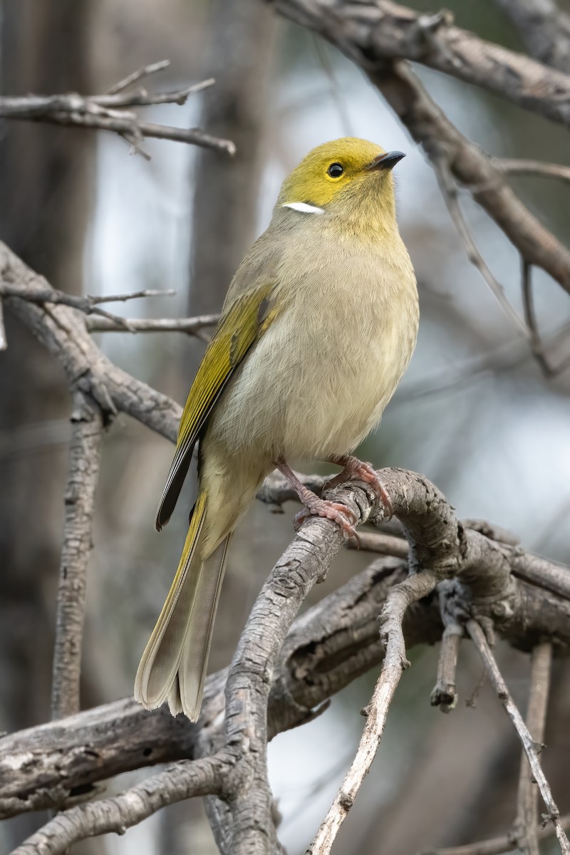 White-plumed Honeyeater - ML620661782