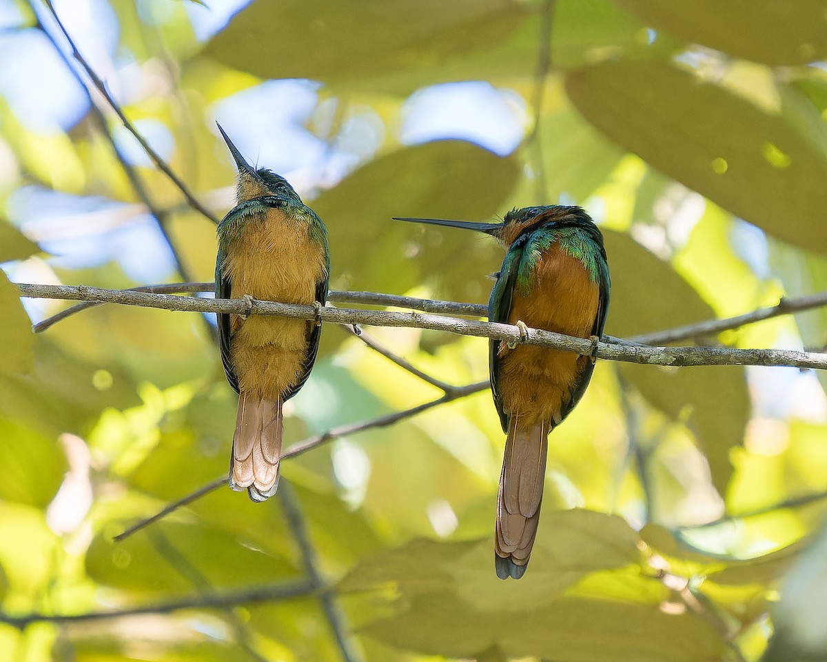 Rufous-tailed Jacamar - ML620661784