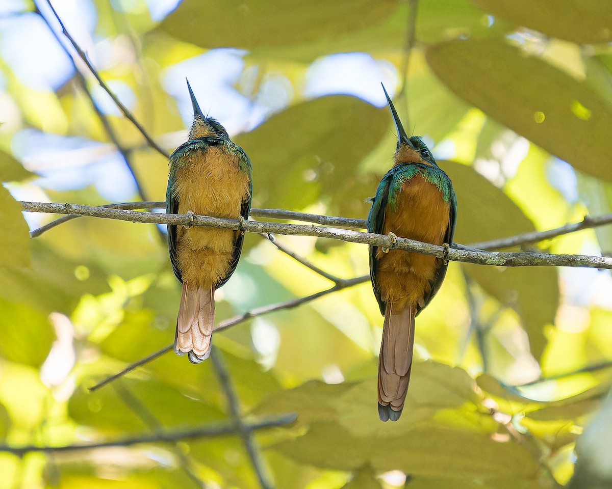 Jacamar à queue rousse - ML620661785