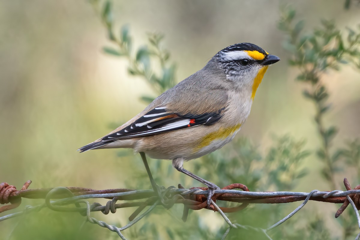 Striated Pardalote - ML620661786