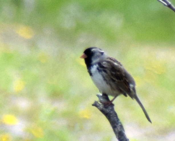 Harris's Sparrow - ML620661793
