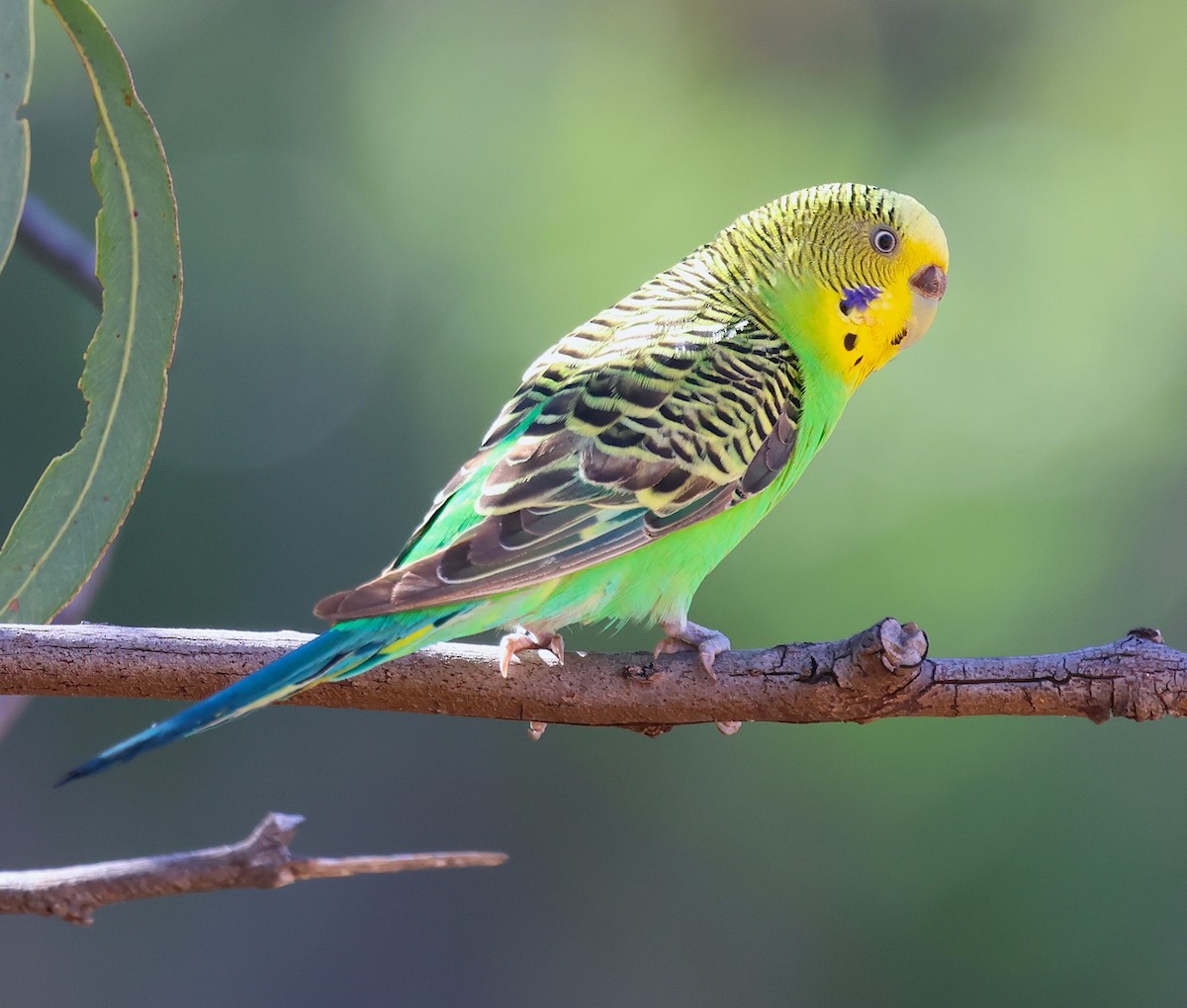 Budgerigar - ML620661797