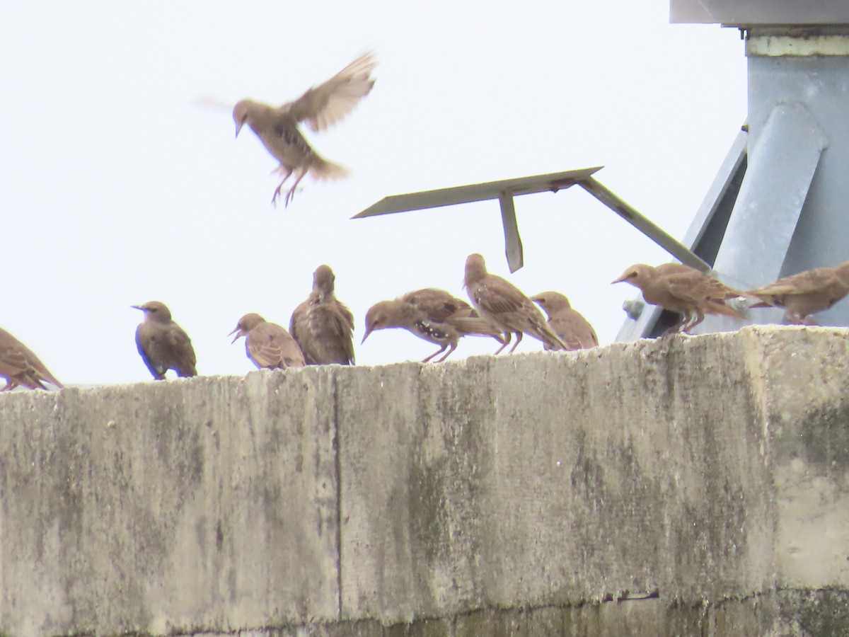 European Starling - ML620661800