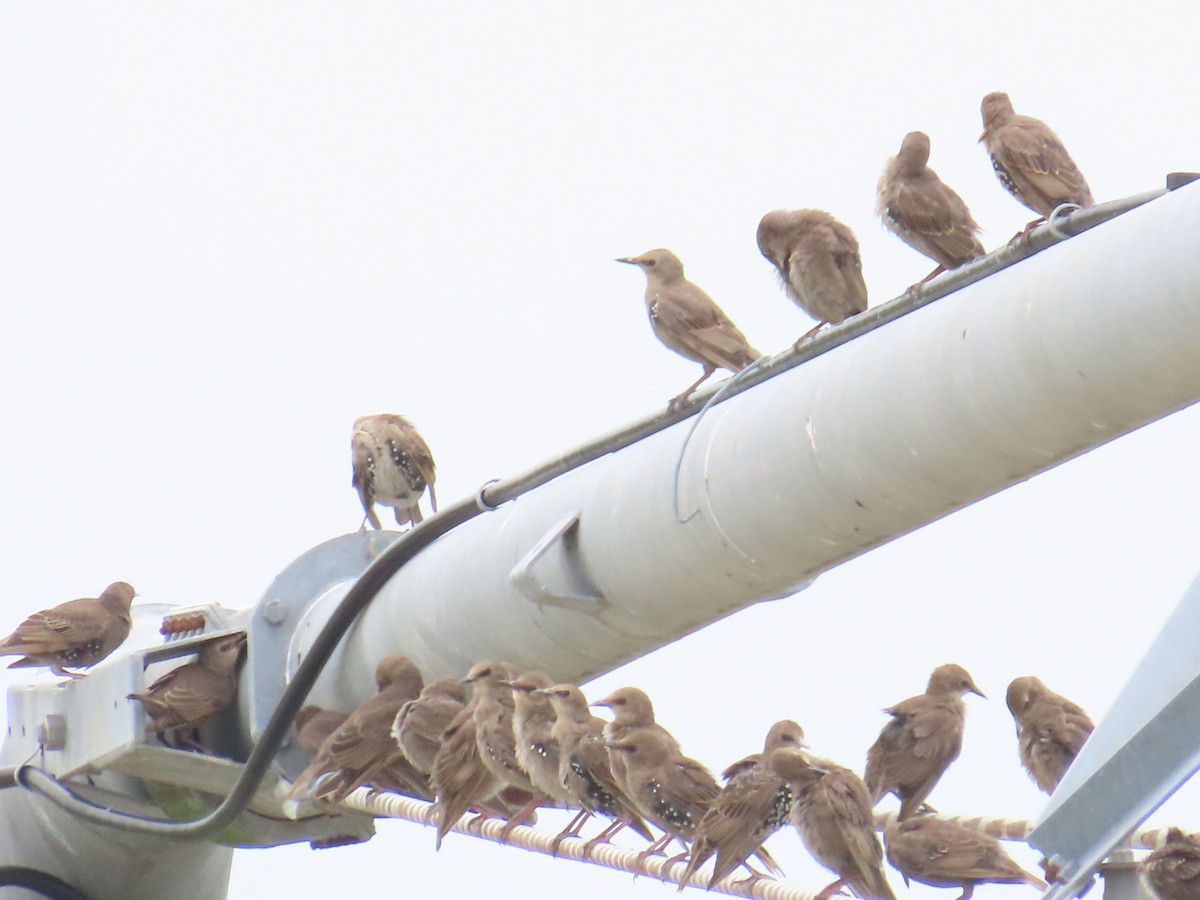 European Starling - ML620661801