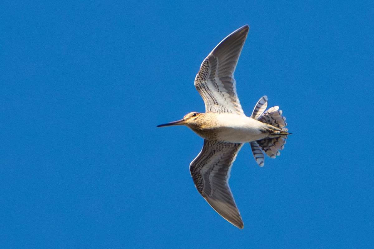 Common Snipe - ML620661803