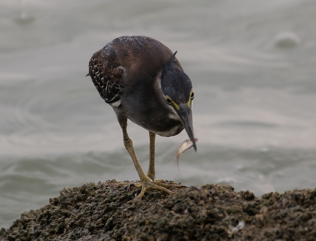 Striated Heron - ML620661805