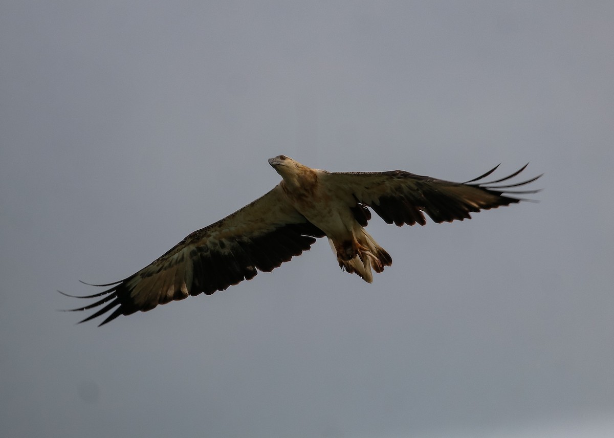 White-bellied Sea-Eagle - ML620661809