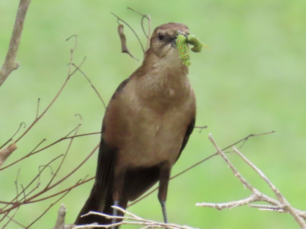 Boat-tailed Grackle - ML620661812