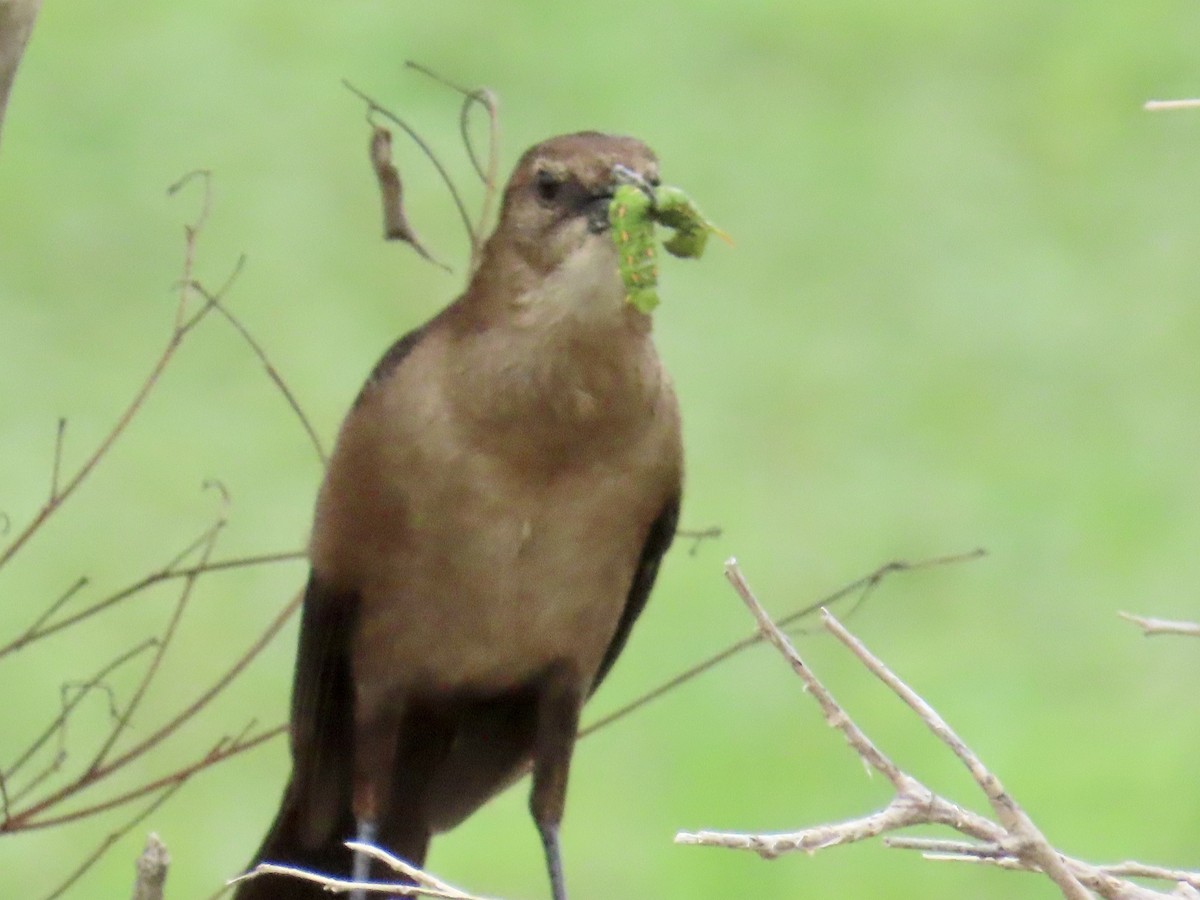 Boat-tailed Grackle - ML620661813