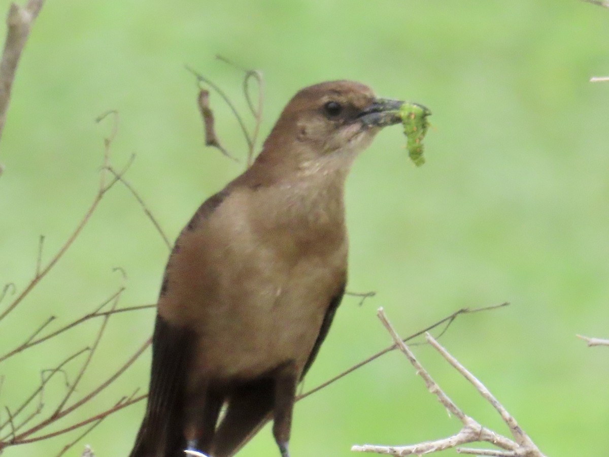 Boat-tailed Grackle - ML620661814