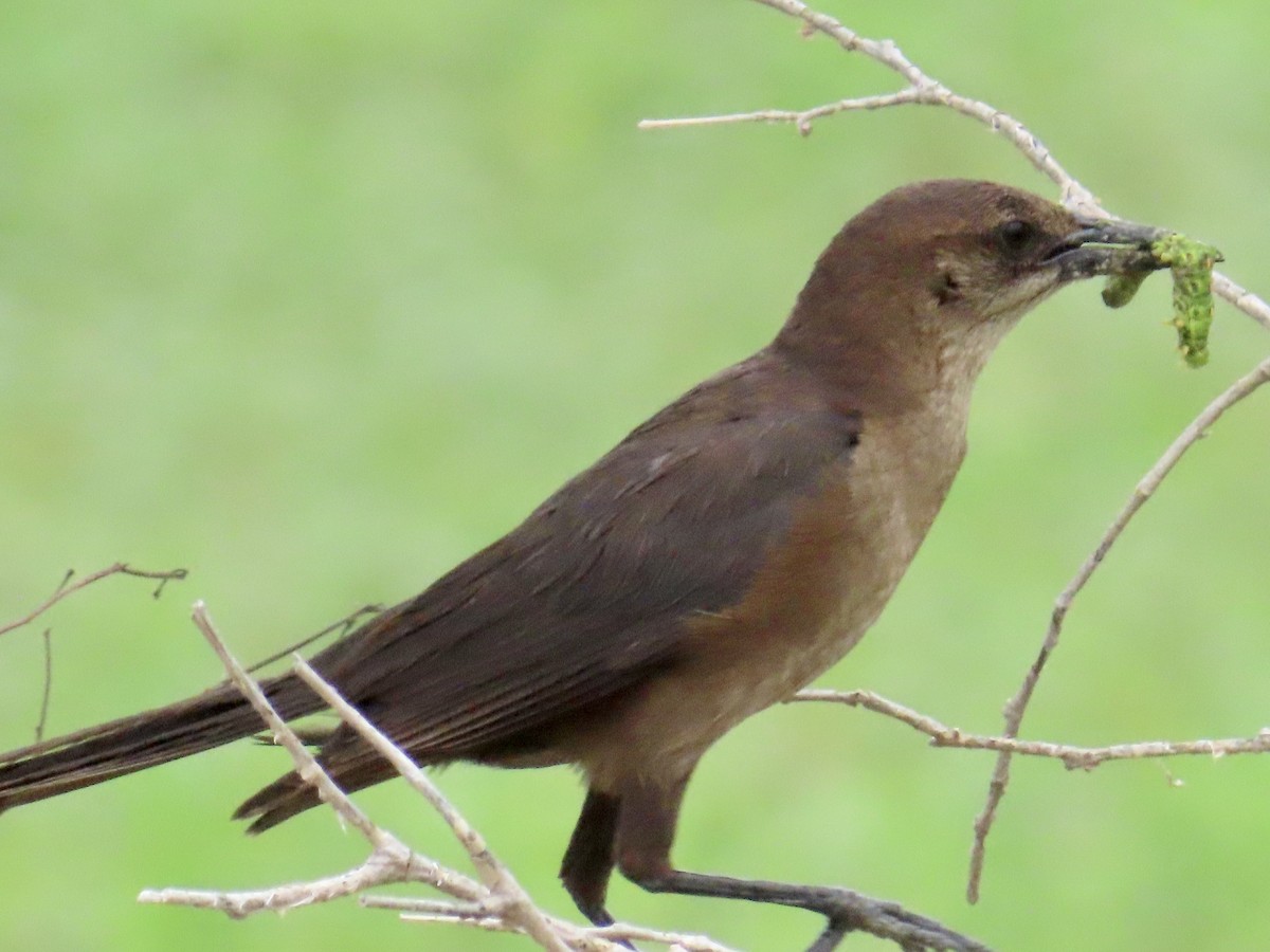 Boat-tailed Grackle - ML620661815
