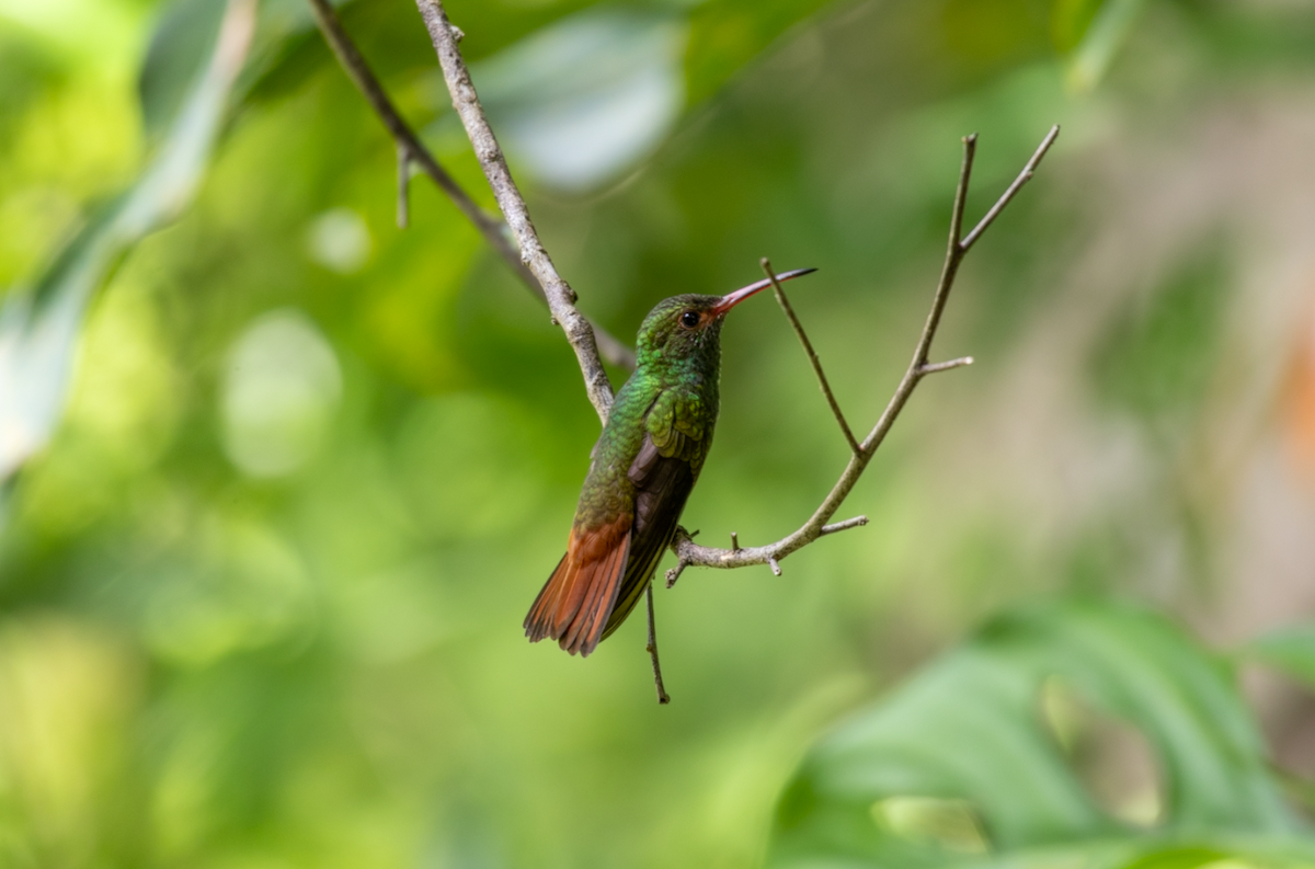 Rufous-tailed Hummingbird - ML620661821